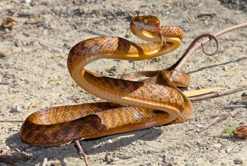 Copperhead змея
