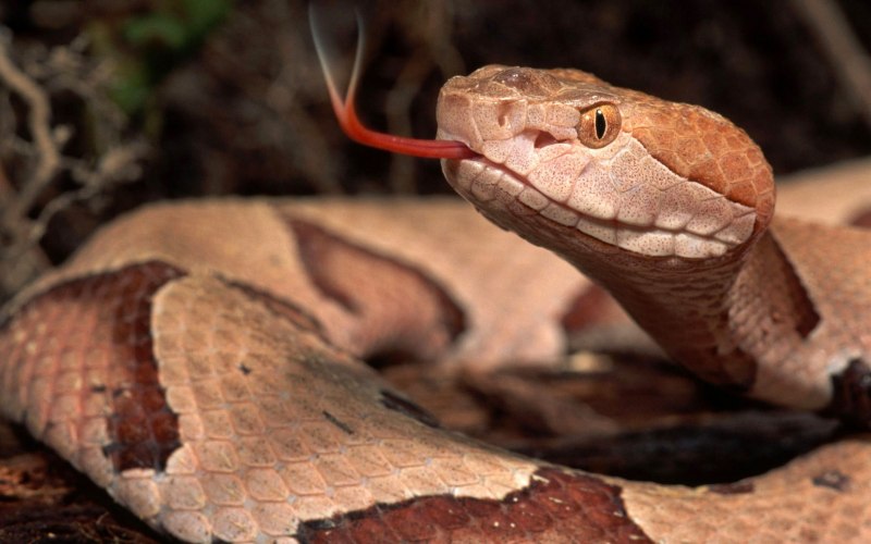 Медноголовая змея (67 фото)