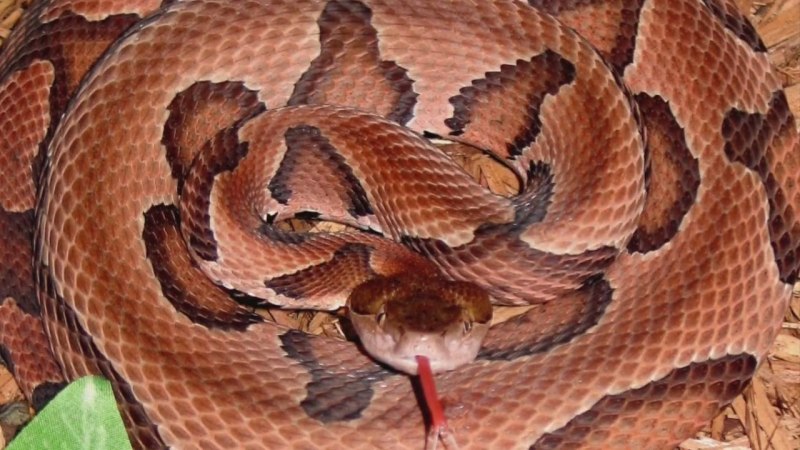 Copperhead змея