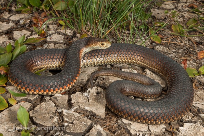 Common Copperhead