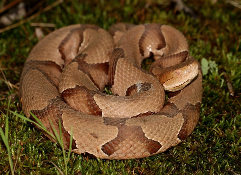 Copperhead змея
