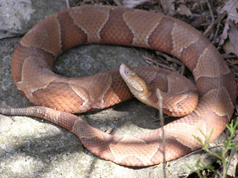 Томат медянка (Copperhead)