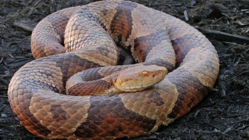 Copperhead Snake