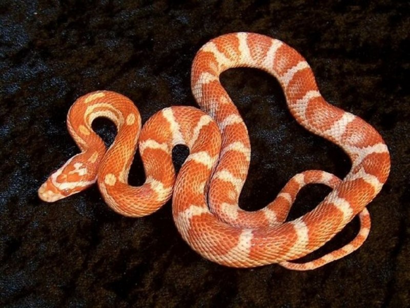 Томат медянка (Copperhead)