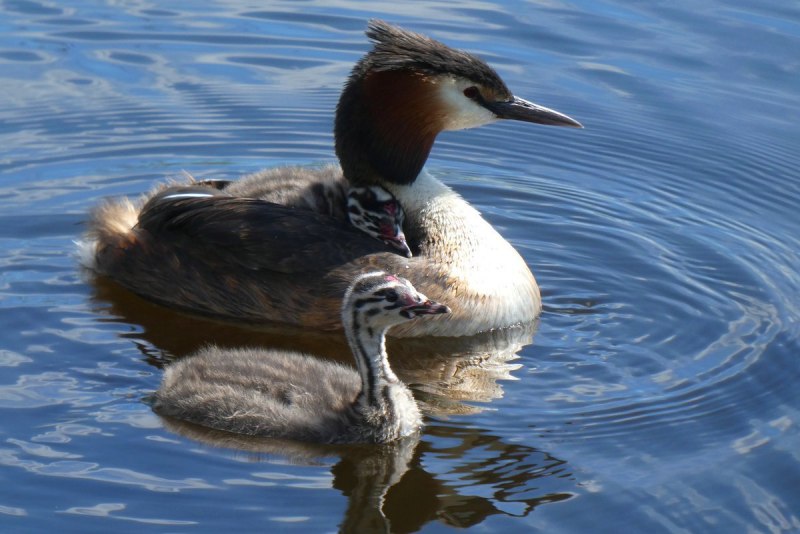 Красношейная поганка (Podiceps auritus)