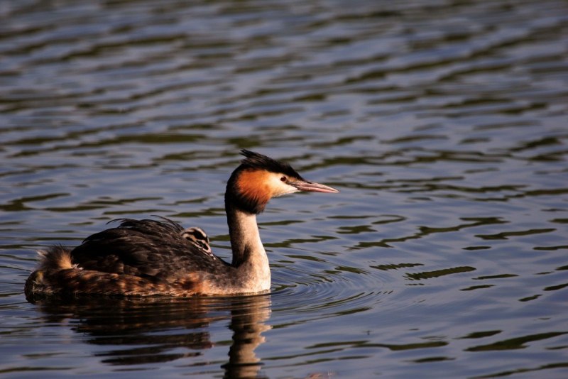 Черношейная поганка Podiceps nigricollis