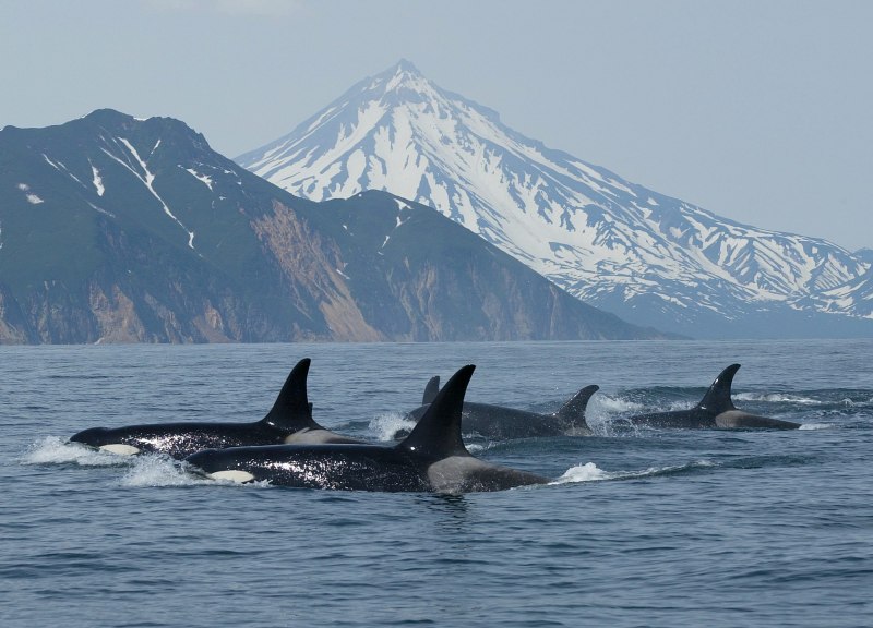 Косатка - Orcinus Orca (Дальневосточная Плотоядная популяция)