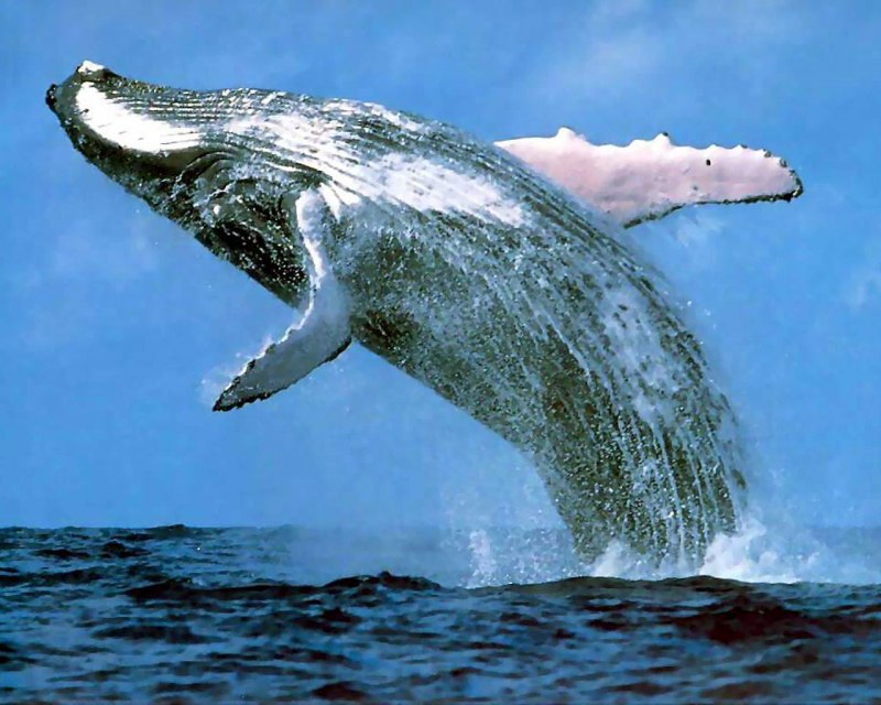 Кит Balaenoptera musculus