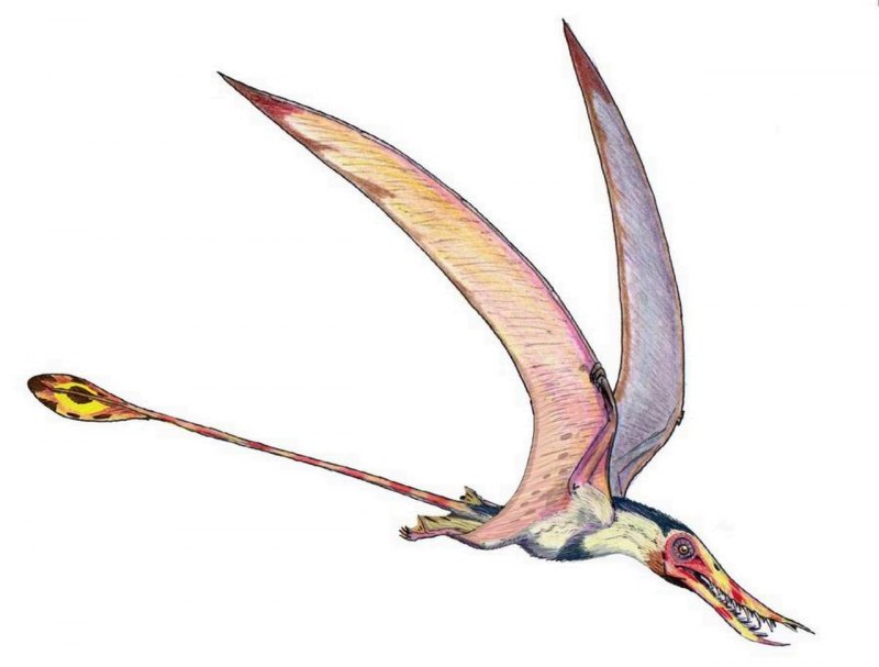 Rhamphorhynchus Jessoni
