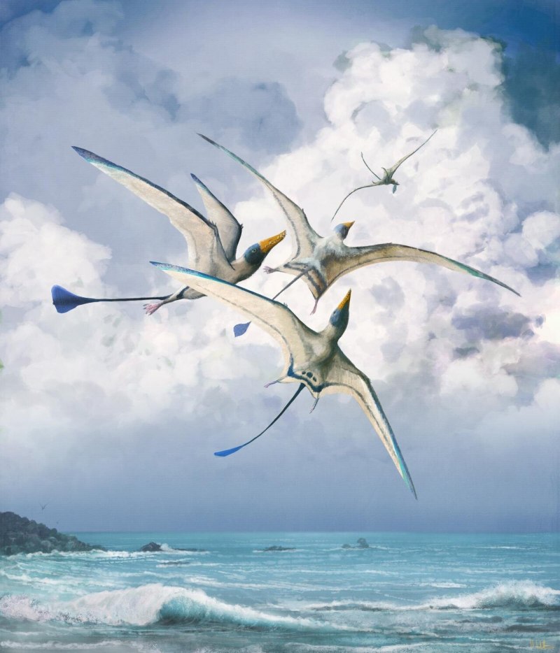 Rhamphorhynchus Jessoni