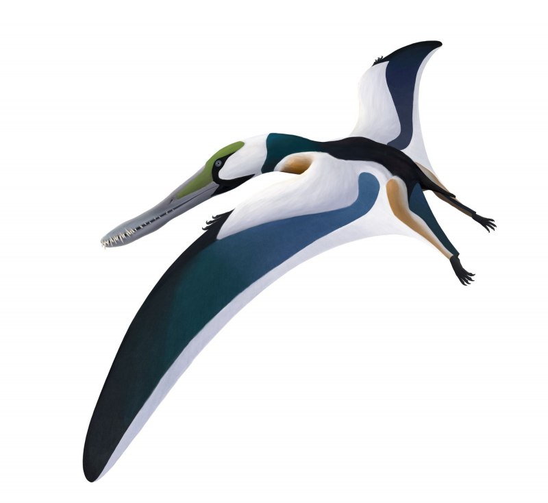 Rhamphorhynchus плотоядный