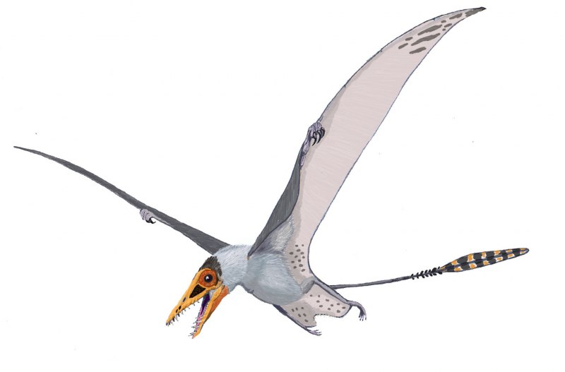 Rhamphorhynchus Jessoni