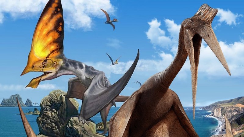 Rhamphorhynchus Muensteri