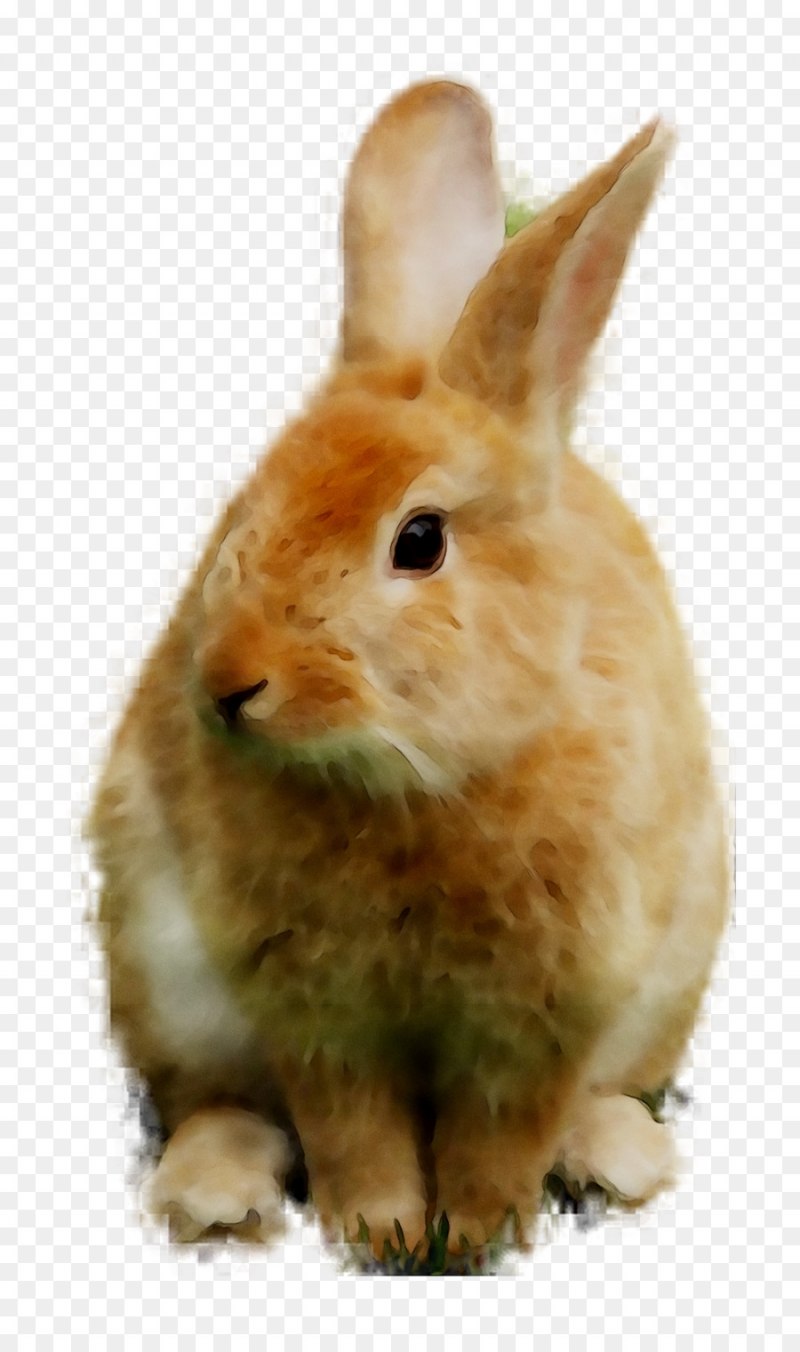Отряд зайцеобразные