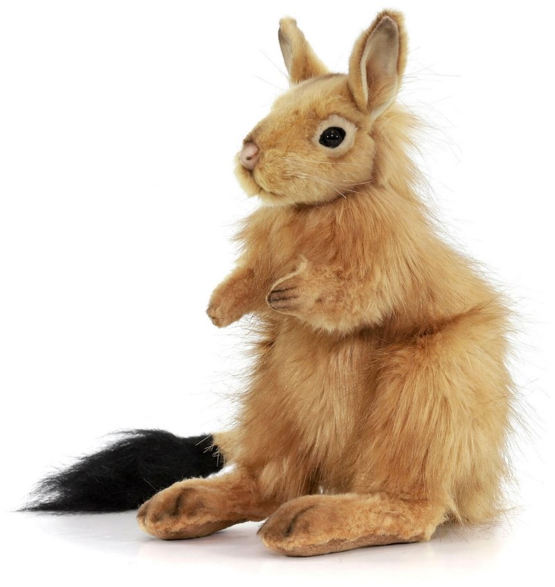 Spring Hare