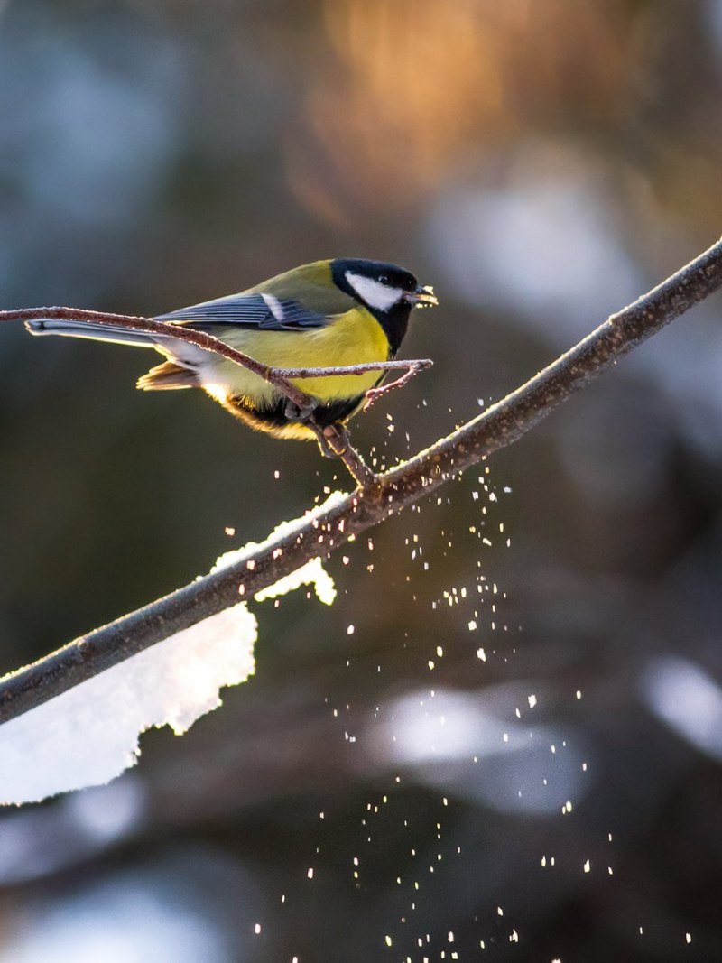 Лазоревка (cyanistes caeruleus)