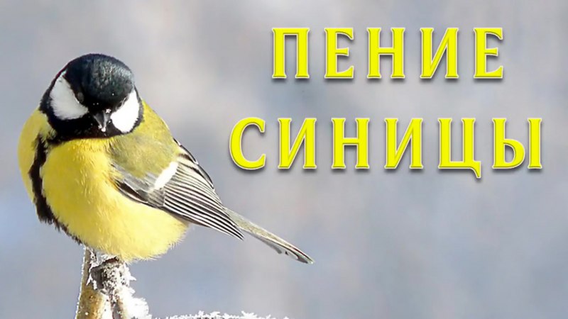 Синица Божья птица