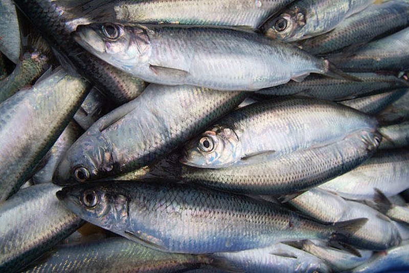 Селедка Fish Herring