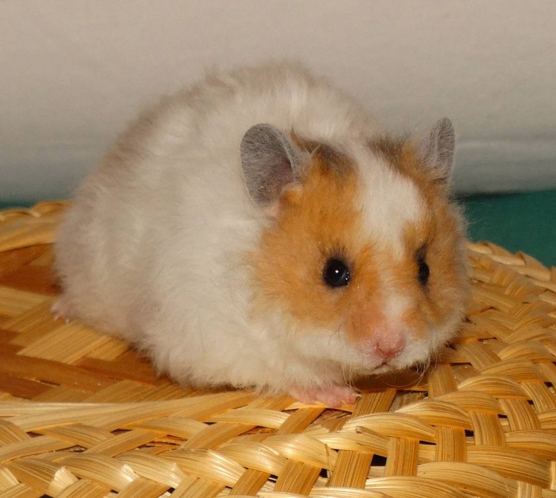 Сирийский ангорский хомяк
