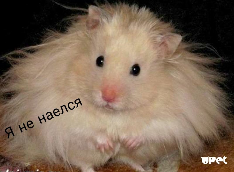 Детеныши хомяков Роборовского