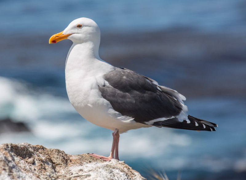 Larus occidentalis
