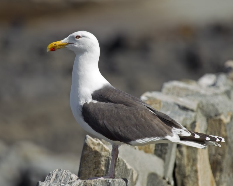 Морская Чайка Larus Marinus