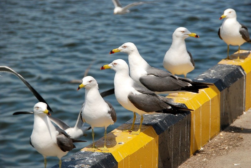 Чайка Seagull