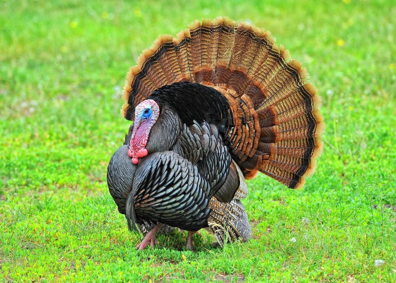 Индюк meleagris gallopavo