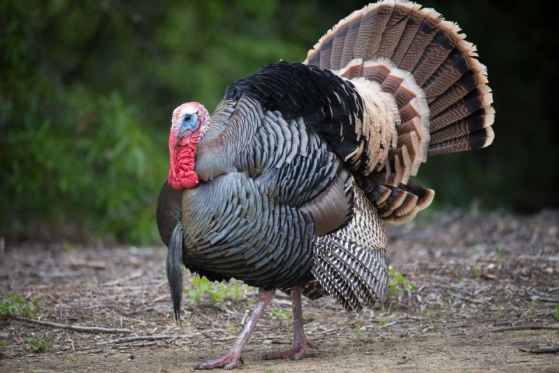 Индюк meleagris gallopavo
