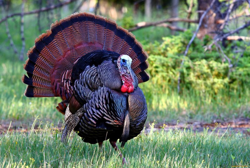 Meleagris gallopavo