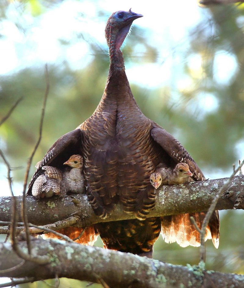 Turkey индюк