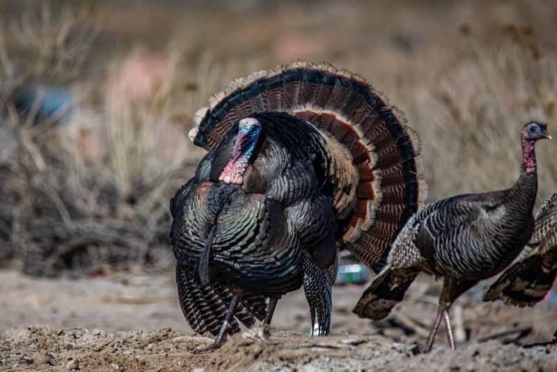 Turkey Hunting
