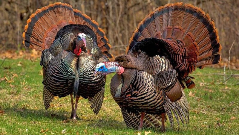 Индейка обыкновенная meleagris gallopavo