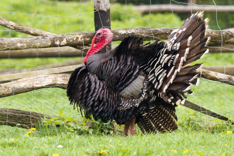 Домашняя индейка meleagris gallopavo