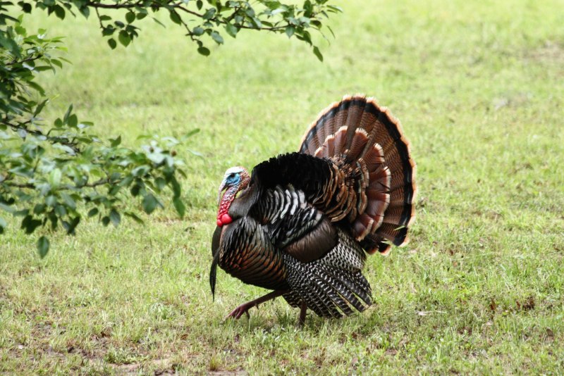Индейка обыкновенная meleagris gallopavo