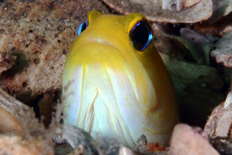 Европейский удильщик Lophius piscatorius