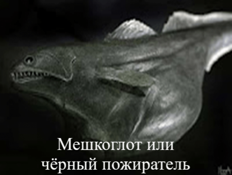 Рыба удильщик Марианская впадина