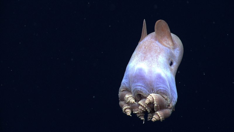 Морской черт глубоководный удильщик