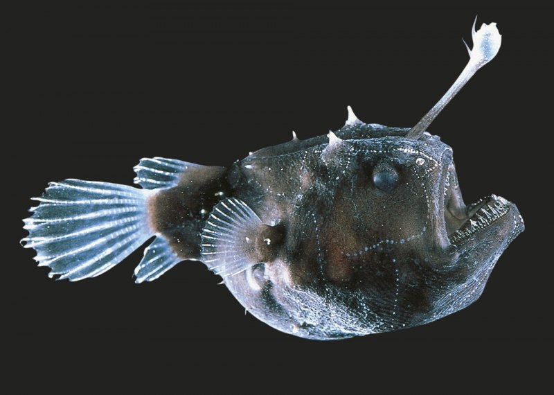 Neoclinus blanchardi