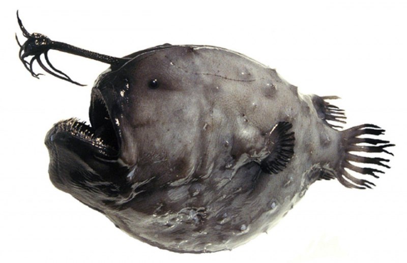 Saccopharynx lavenbergi