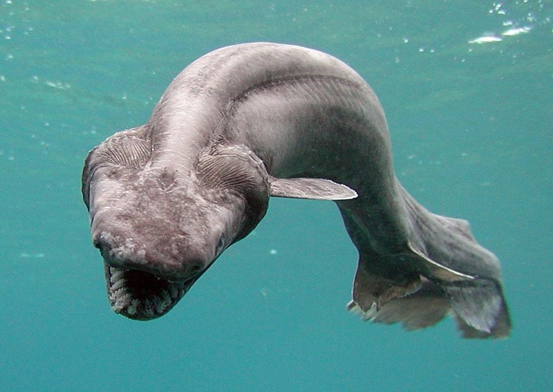 Stylophorus chordatus