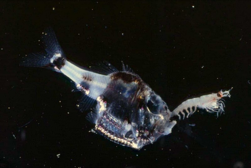 Рыба-топорик (Sternoptychidae)