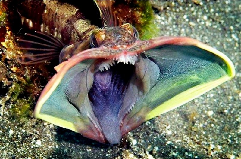 Рыба удильщик морской черт