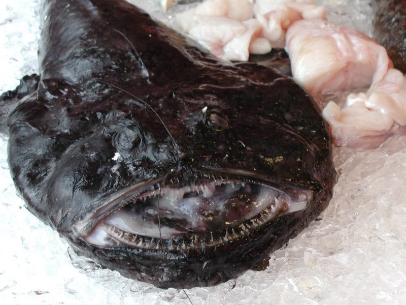 Удильщик в черном море