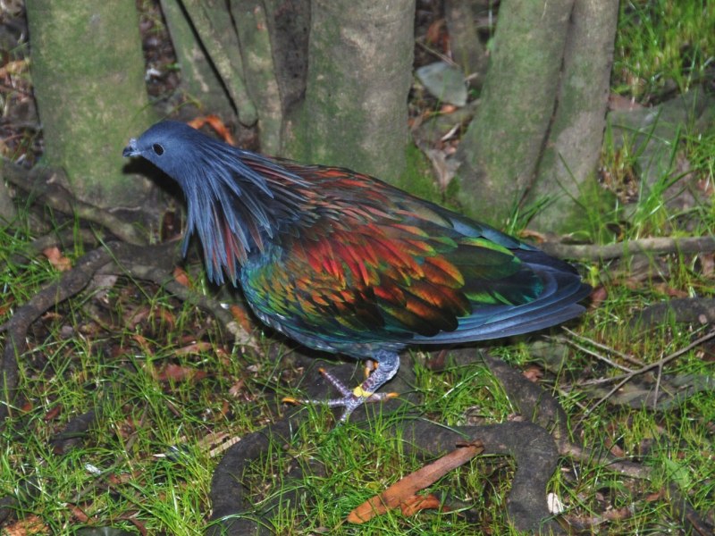 Никобарский голубь (Caloenas nicobarica)