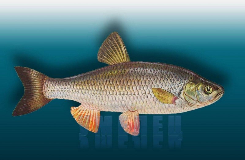 Речной гольян (Phoxinus Phoxinus)