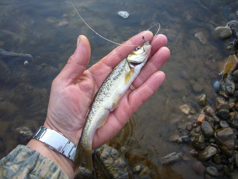 Rhynchocypris percnurus