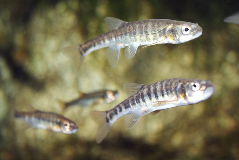 Быстрянка - Alburnoides bipunctatus