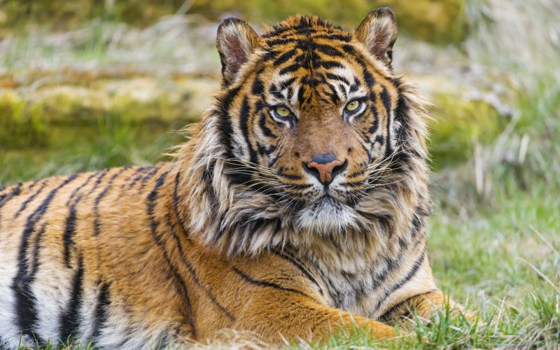 Суматранский тигр (61 фото)