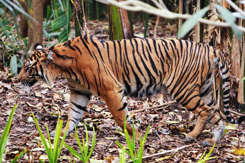 Tiger Panthera Tigris
